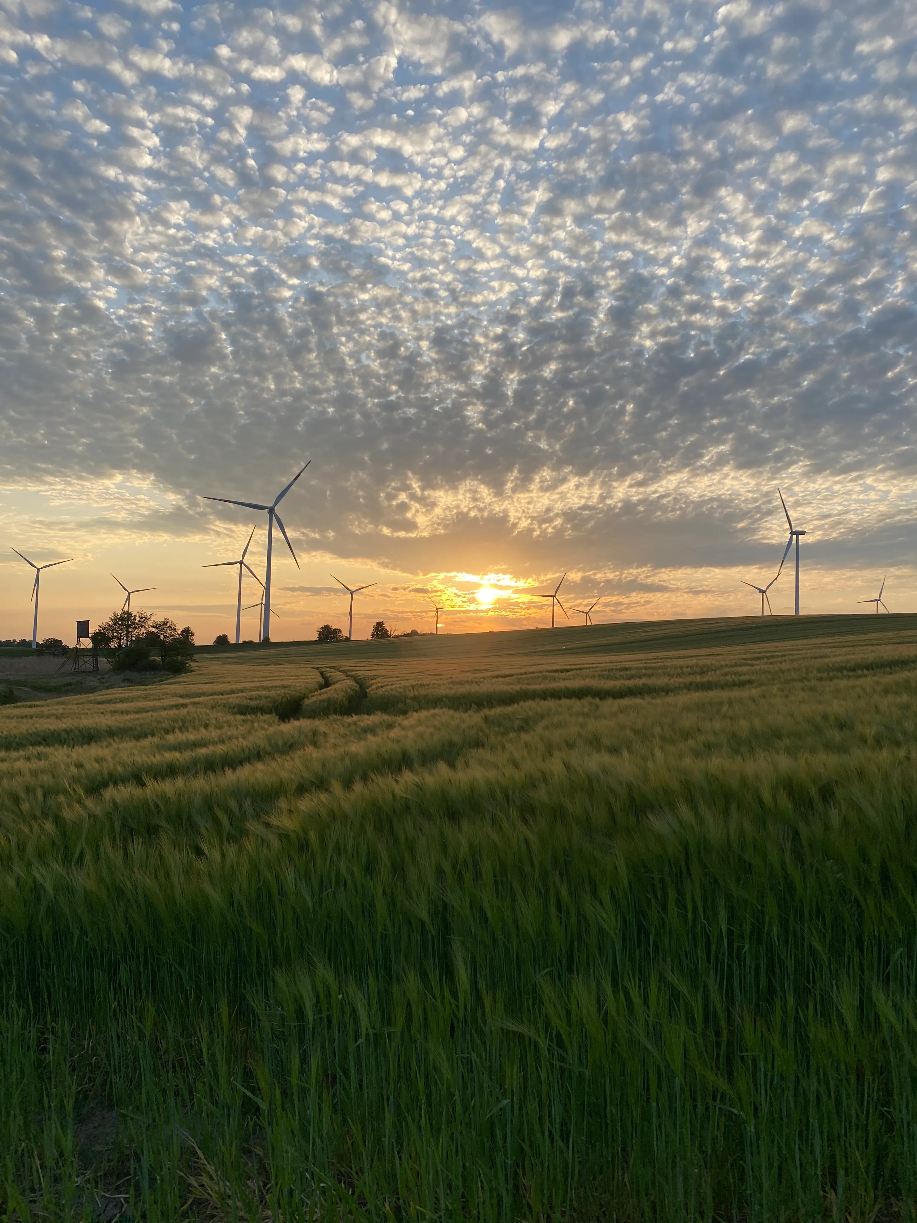 Die Sonne geht hinter Windrädern unter, mit Blick über ein Getreidefeld.